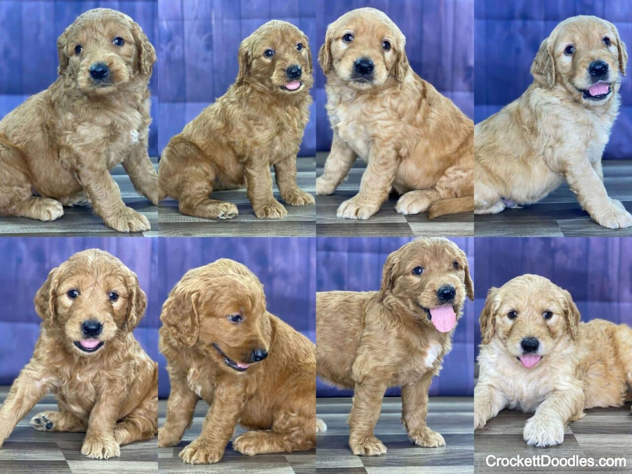 These first generation standard Goldendoodles have a less-curly look and more of the Golden Retriever appearance