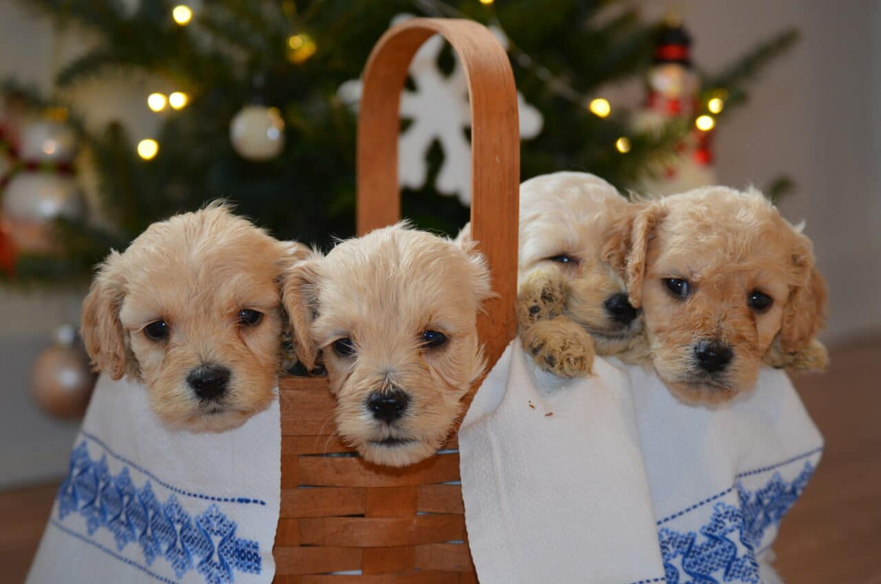 Friendly Goldendoodle Puppies In A Basket