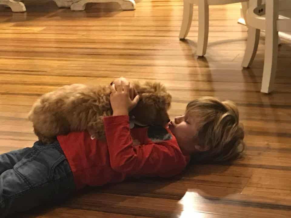 Mini Goldendoodle With Boy