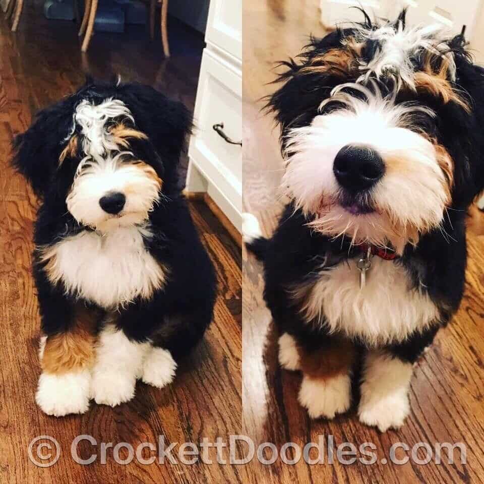 Mini Bernedoodle from Crockett Doodles (as pup and adult)