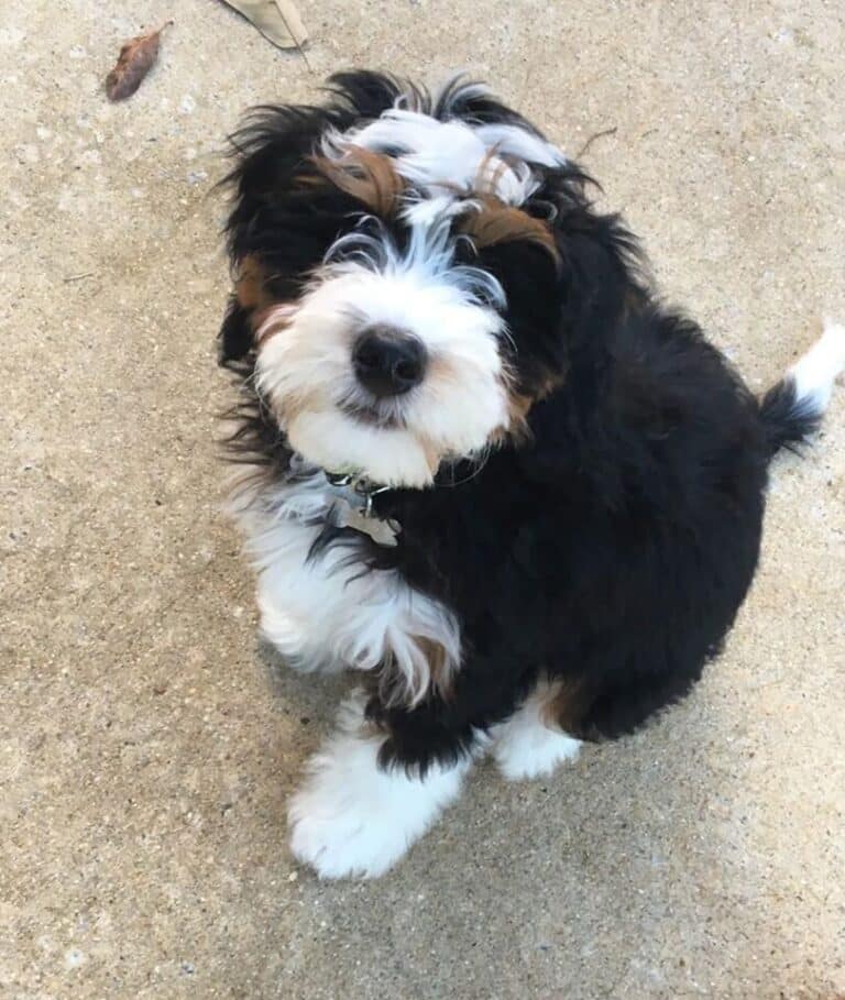 Bernedoodle vs Sheepadoodle Breed Comparison — Crockett Doodles