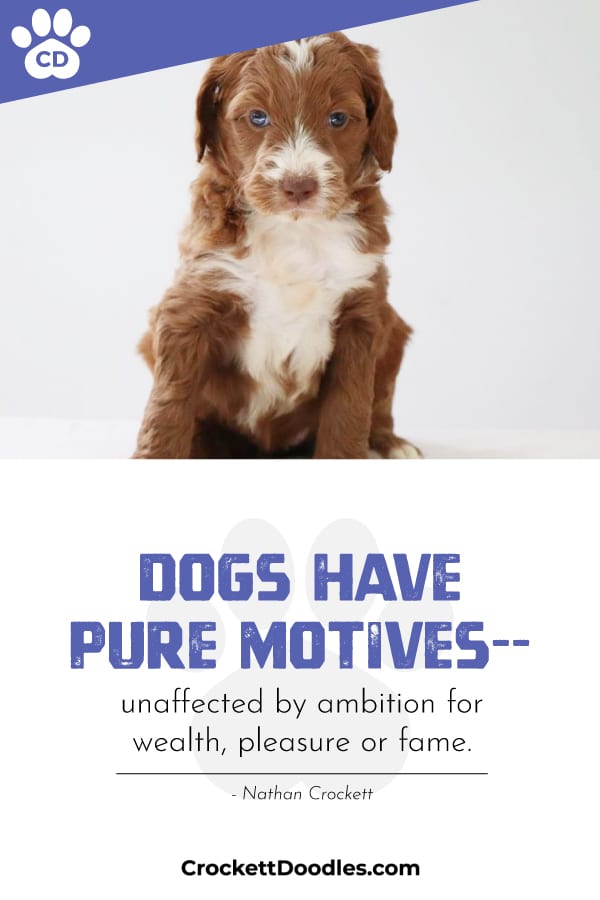 Puppy Quote Dogs Have Pure Motives