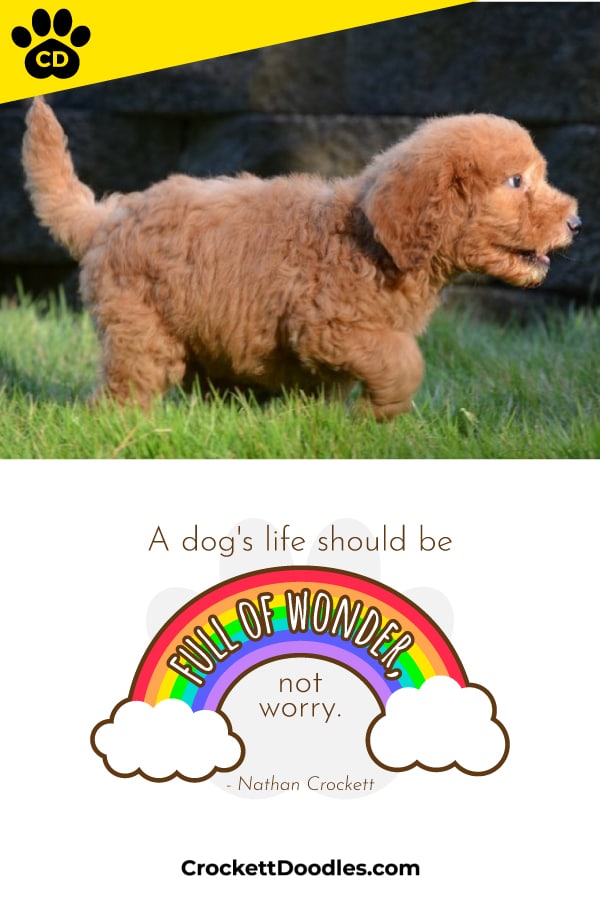 Puppy Quote Life Full Of Wonder