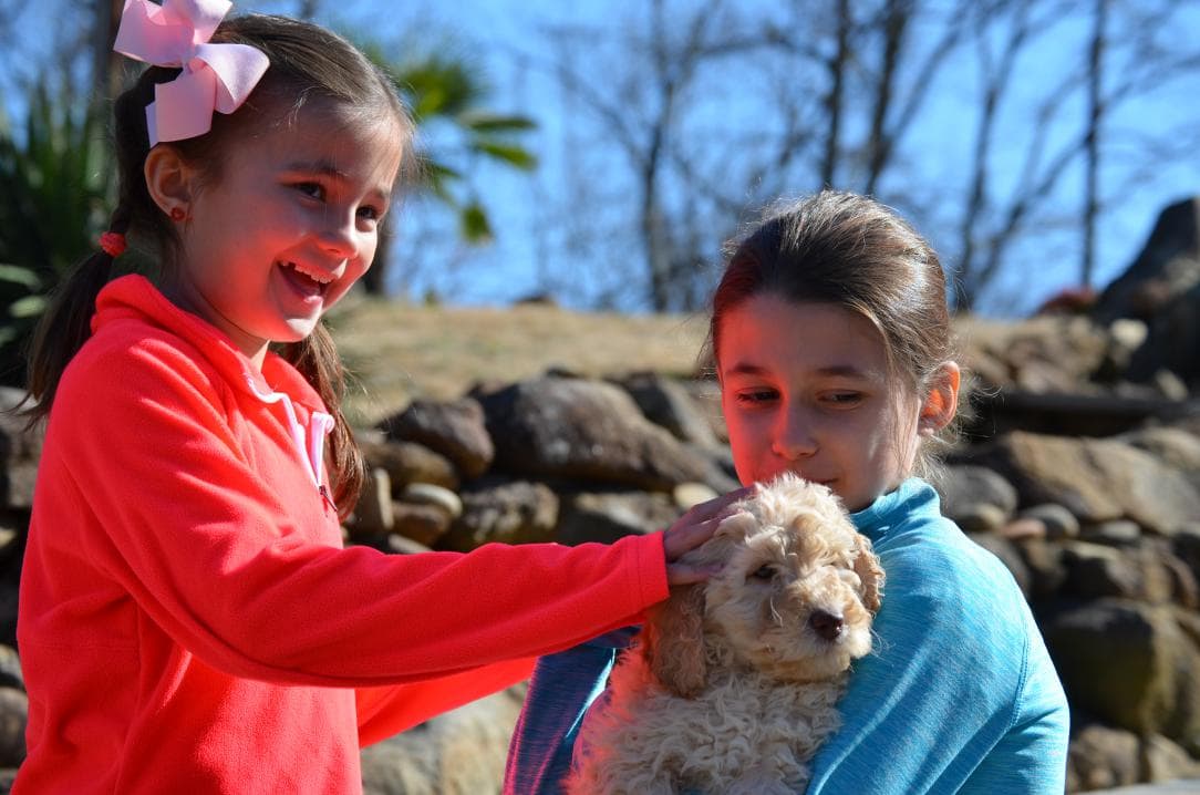 Puppy Socialization With Kids