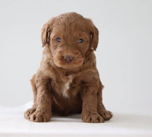 Red Labradoodle