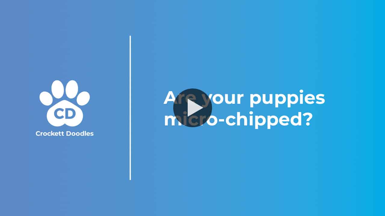 Are your puppies micro-chipped?