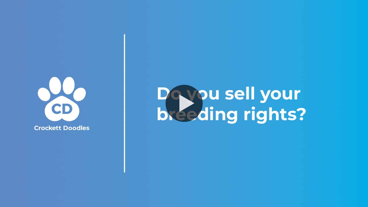 Do you sell your breeding rights?