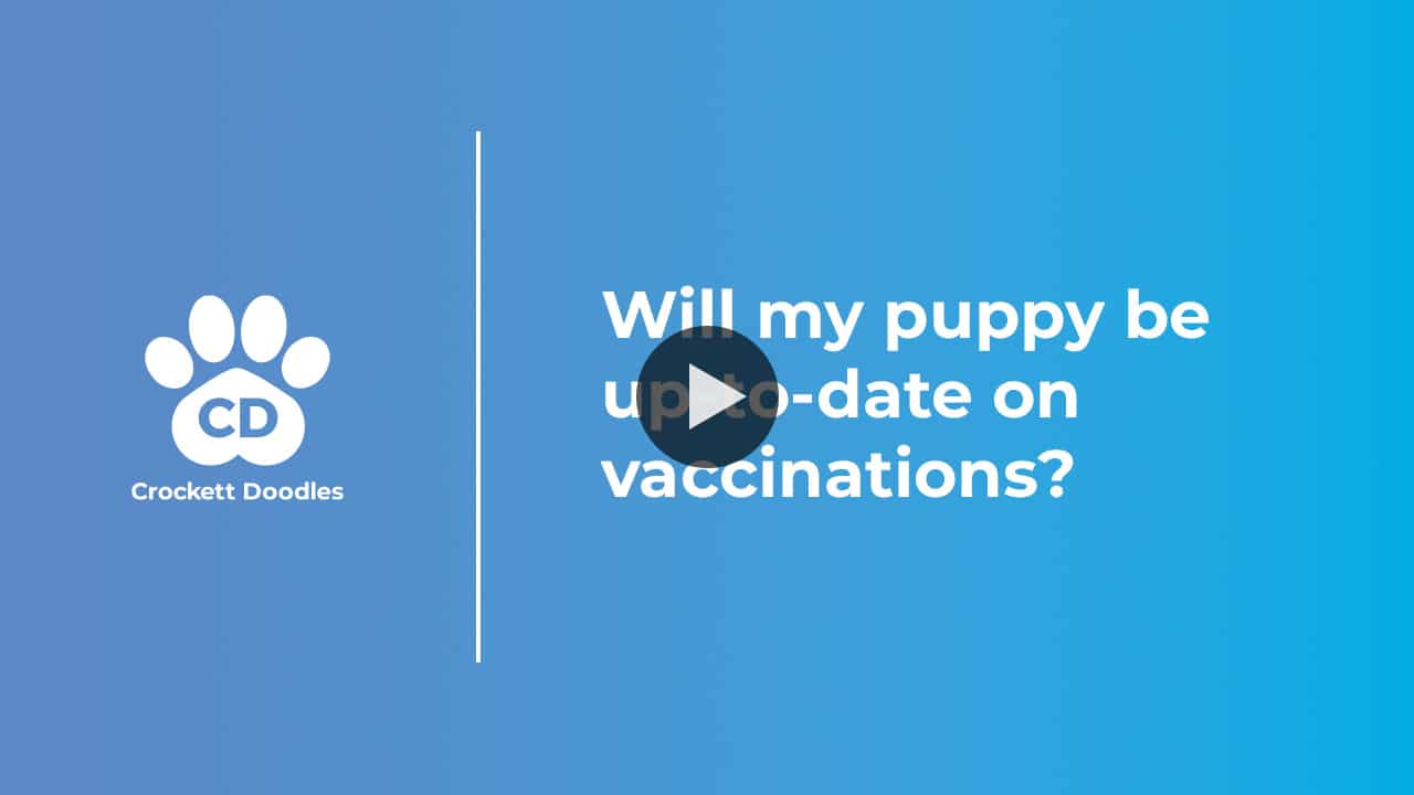 Will my puppy be up-to-date on vaccinations?