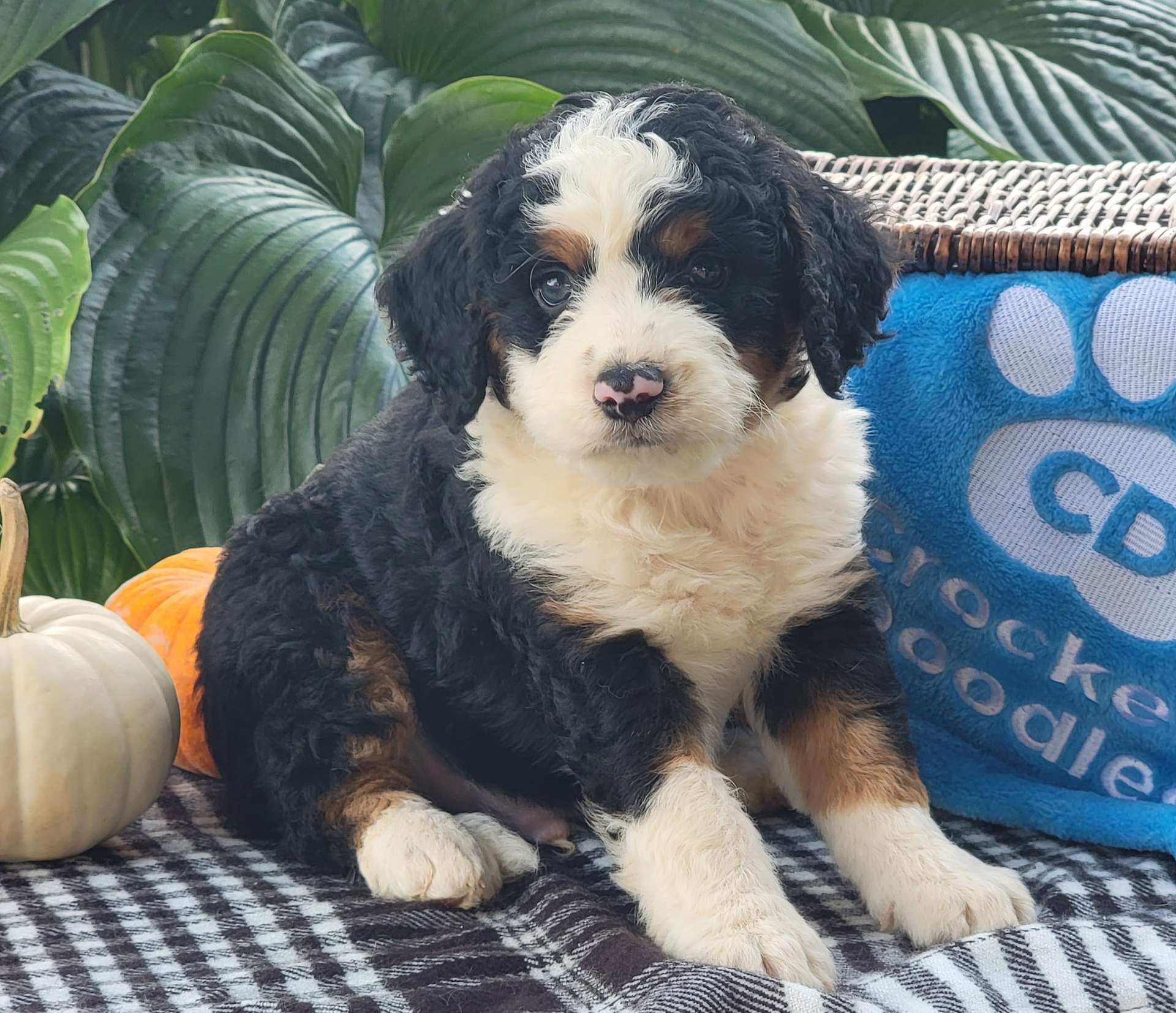 Best Omaha Bernedoodles Available — Crockett Doodles