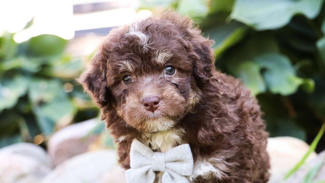 Active Breed Aussiedoodle