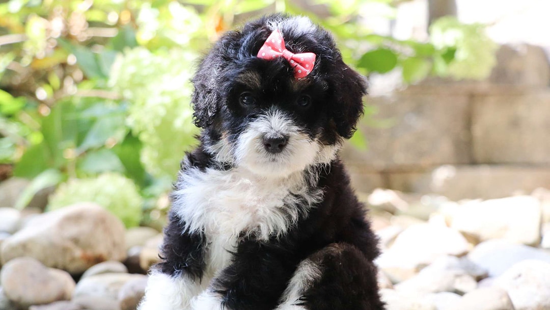 Moderate Breed Bernedoodle