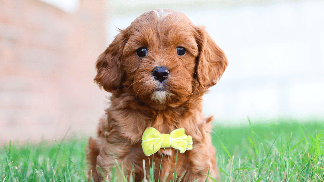 Available Cavapoo Puppies - Red Cavapoo Puppy
