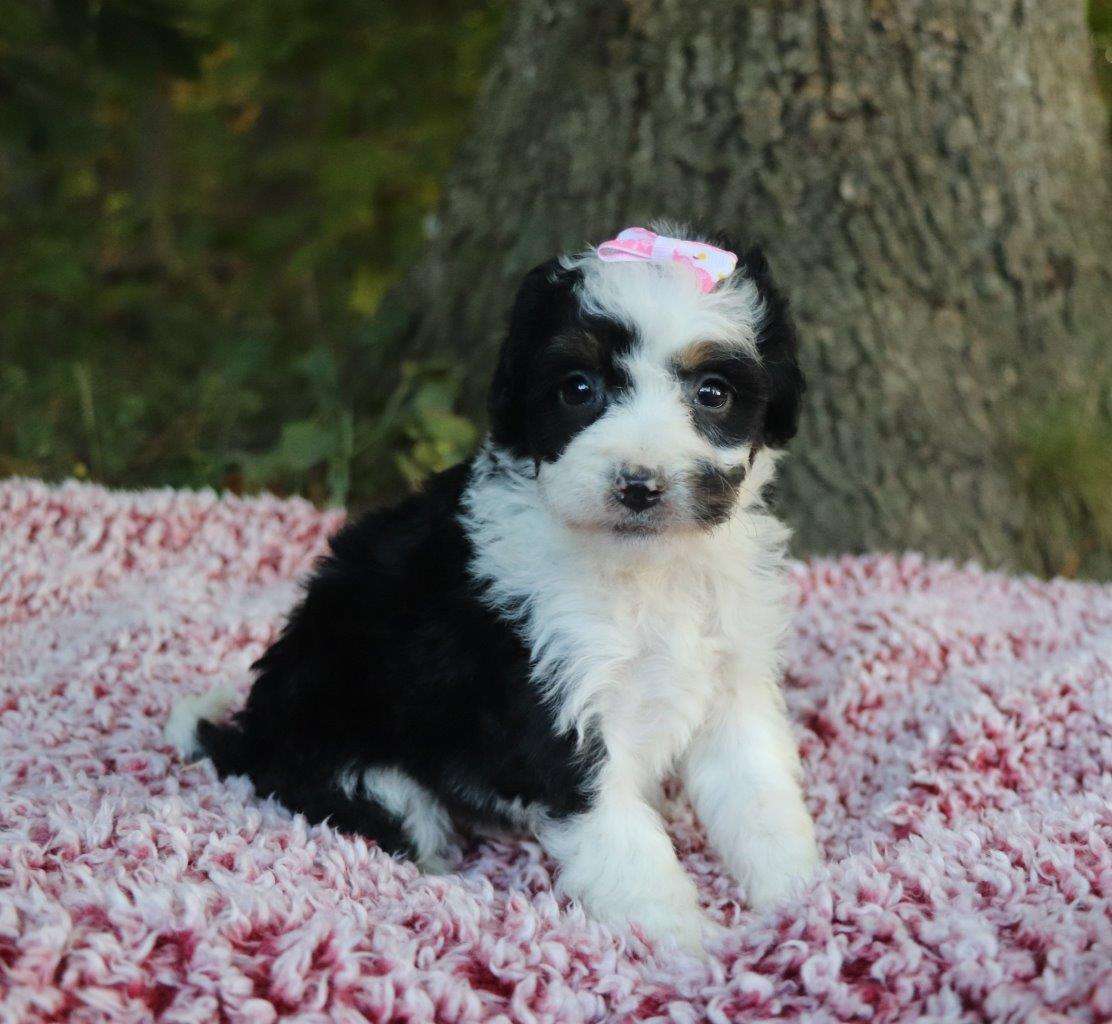 Best Seattle Bernedoodles Available — Crockett Doodles