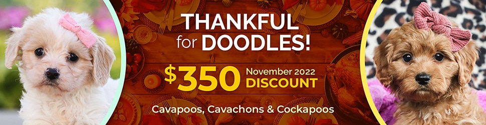 Cavapoo, Cavachon and Cockapoo November Discount