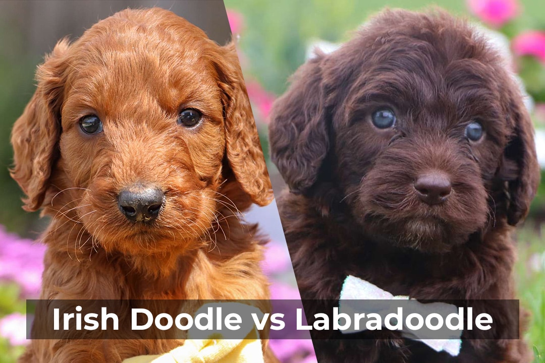 Irish Doodle vs Labradoodle