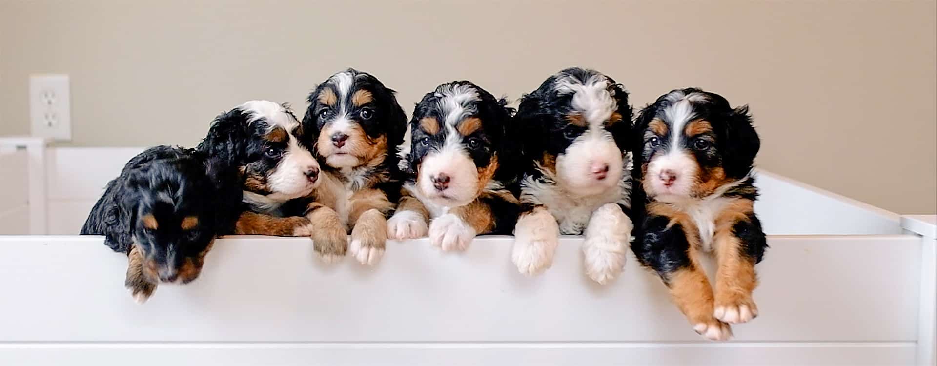 Best New York City Bernedoodles Available — Crockett Doodles