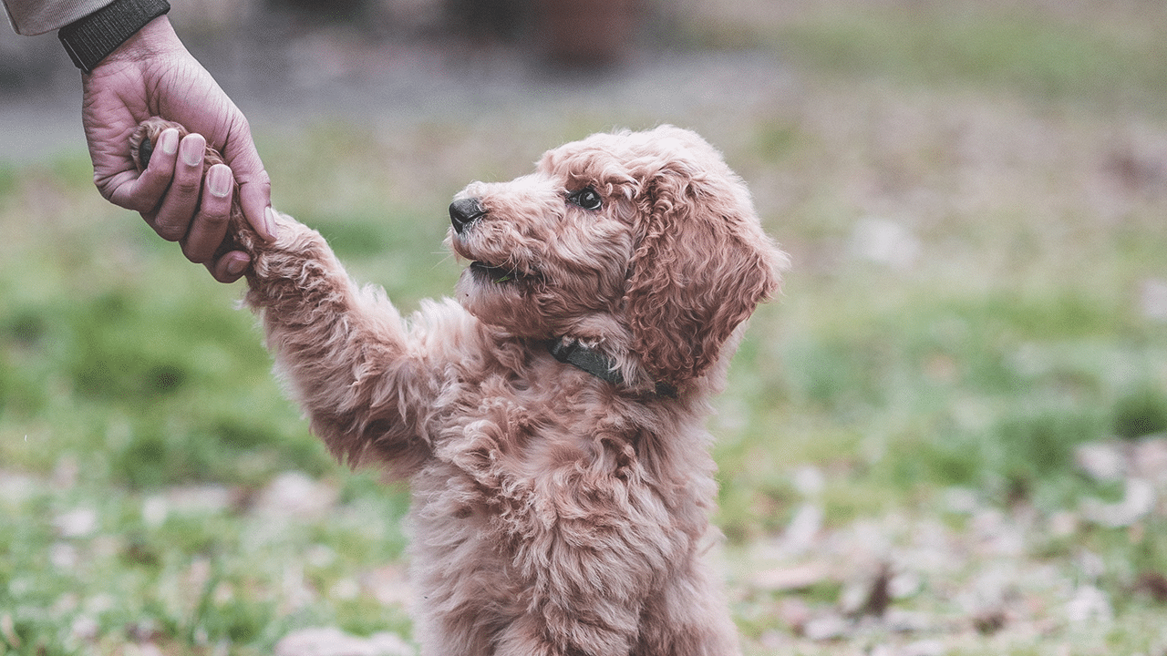 Puppy Training - Importance and Benefits
