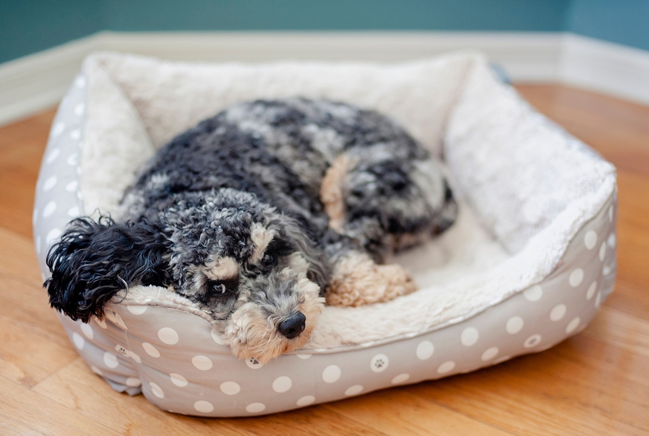 Benefits of a Quality Dog Bed