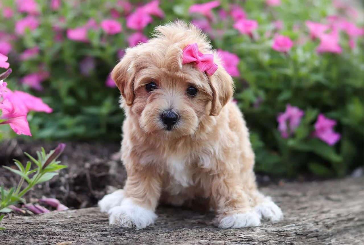 How to Choose a Maltipoo Puppy