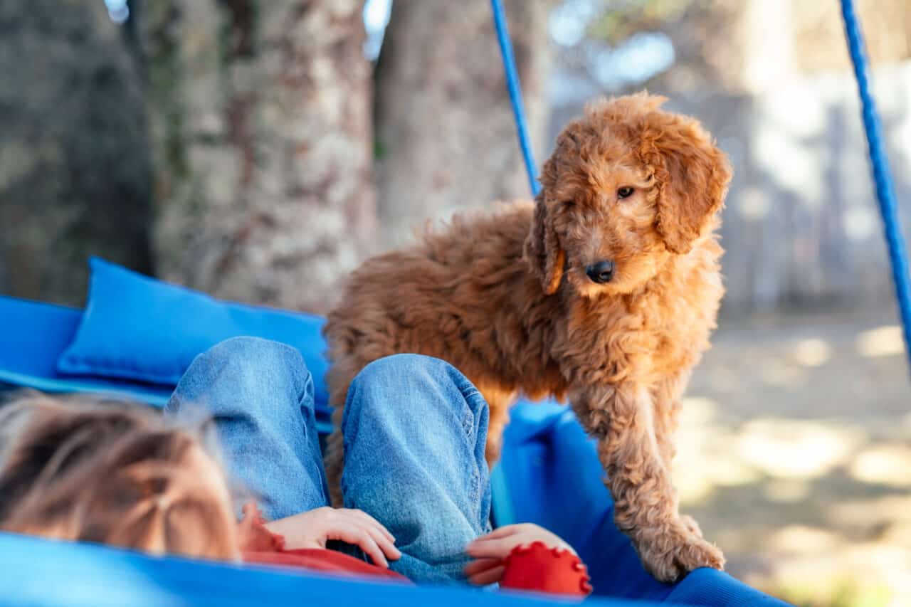 A Goldendoodle with Owner